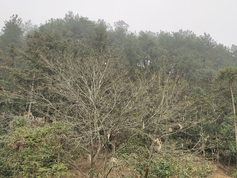 早晨的深山老林