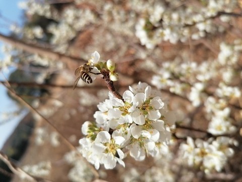 樹樹花蜜蜂