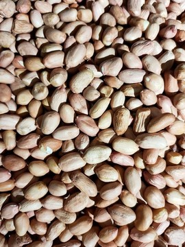 新鮮花生米