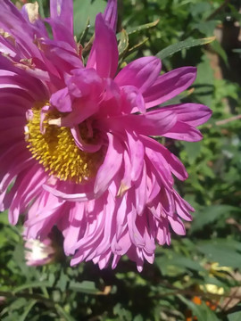 雛菊