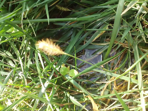 狗尾草