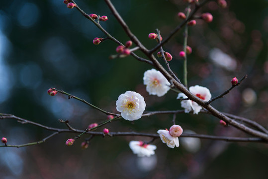 武漢東湖梅園的梅花
