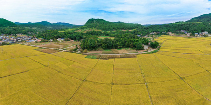 瞿河新華稻田