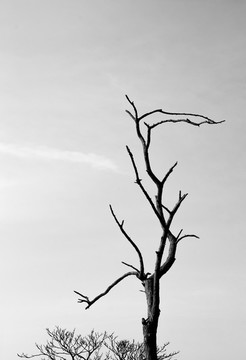 枯樹