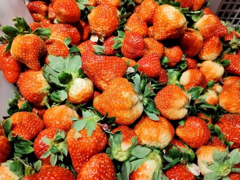 新鮮草莓
