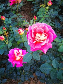 綻放中的紅色月季花