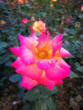 紅色月季花