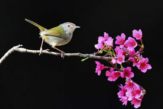 鳥