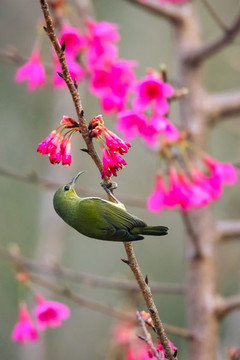 太陽(yáng)鳥(niǎo)