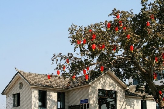 樹上的燈籠