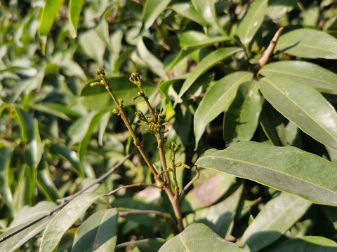 荔枝茶