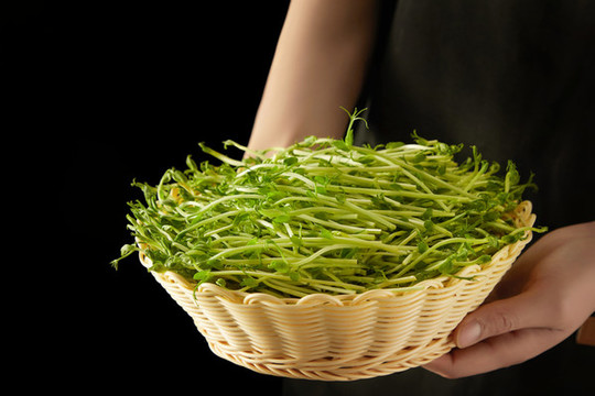 火鍋燙菜綠豆芽芽菜