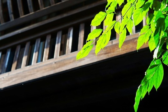 綠葉背景