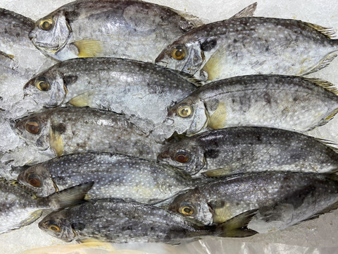泥猛魚