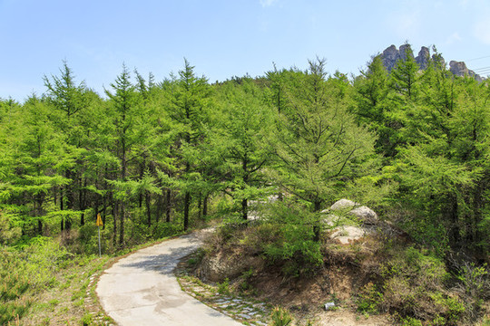 青島嶗山春光