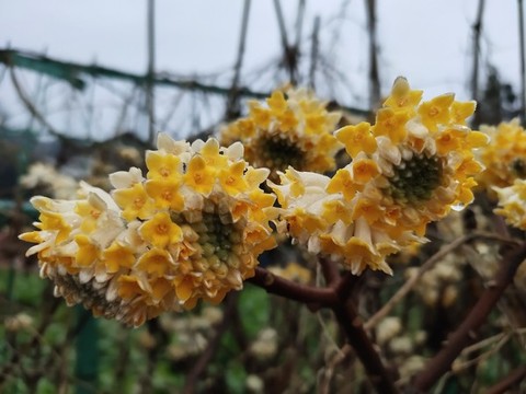 喜結(jié)花