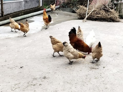 鄉(xiāng)村土雞