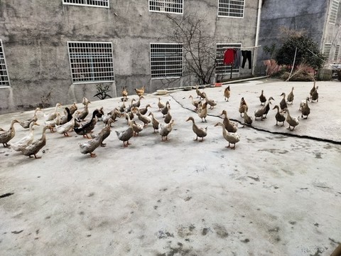 一群鴨子