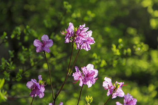 野生杜鵑花