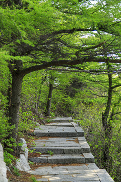 青島嶗山春光