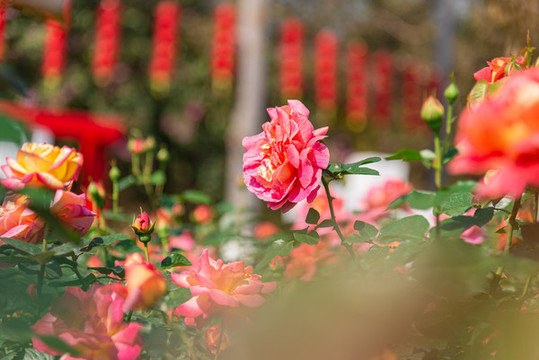 月季花綻放