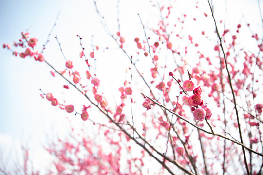 梅花