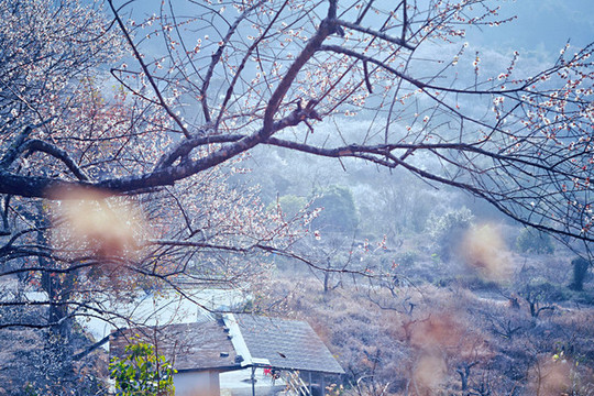 梁化梅園