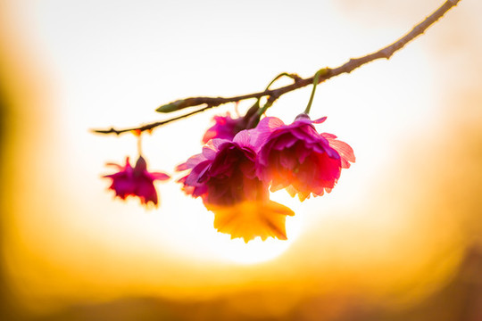 夕陽下的櫻花
