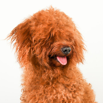 泰迪狗貴賓犬