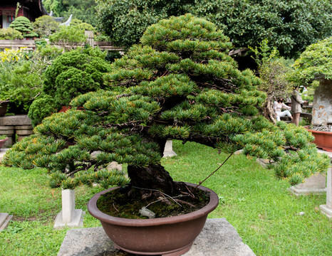 松樹盆景