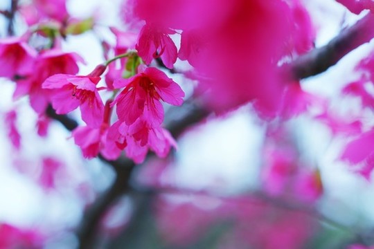 櫻花爛漫