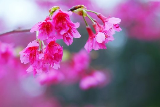 櫻花爛漫