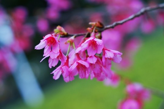 櫻花爛漫