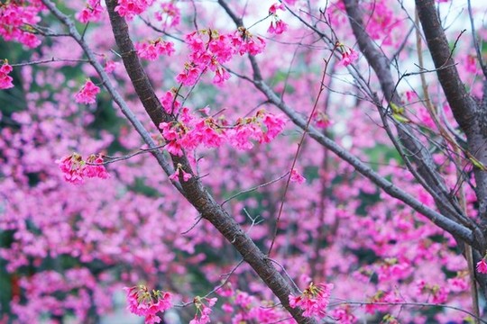 櫻花背景