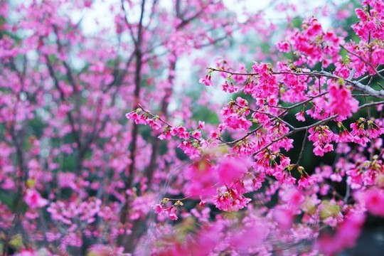 櫻花背景