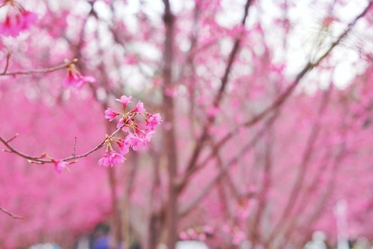 櫻花背景