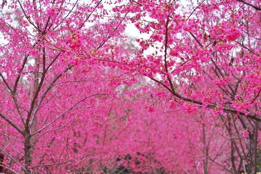 櫻花背景