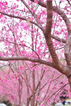櫻花背景