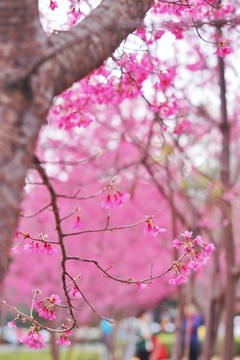 櫻花背景