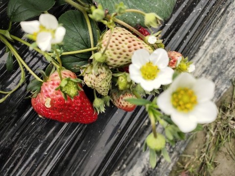 草莓與花