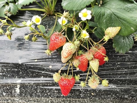 草莓花與果