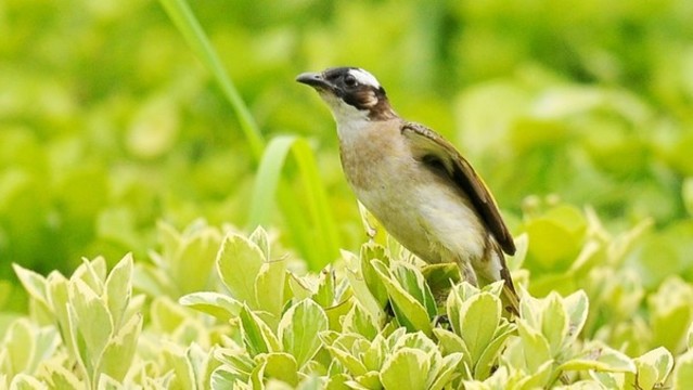 白頭鵯