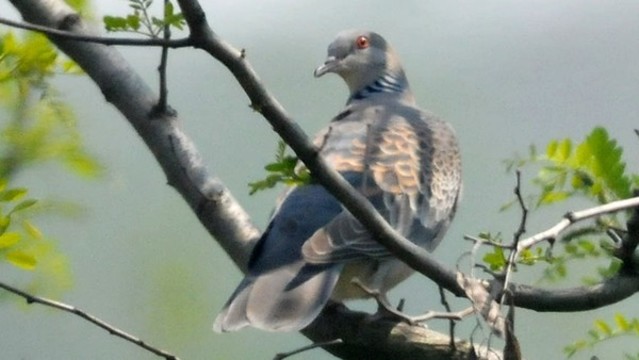 山斑鳩