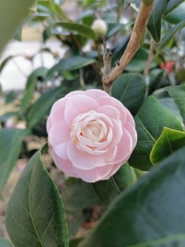 茶花