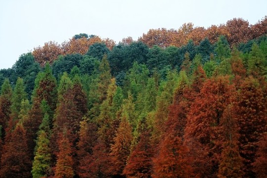 層林盡染