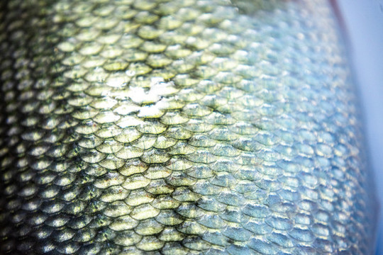 魚鱗