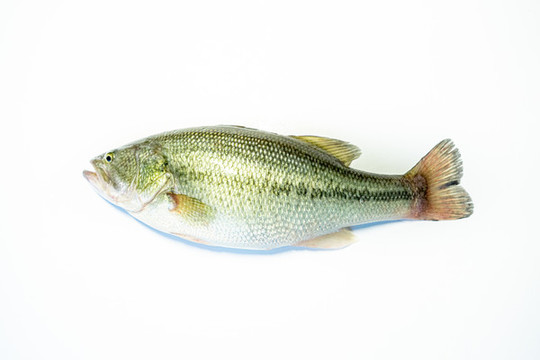 鱸魚
