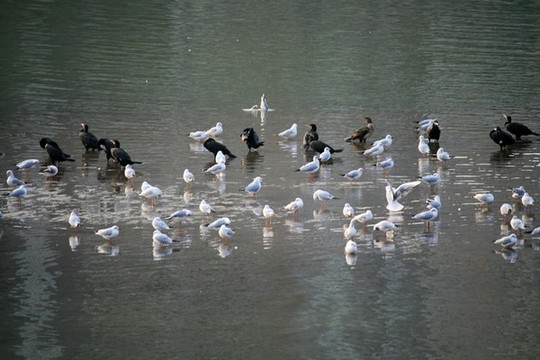 冬天的水鳥