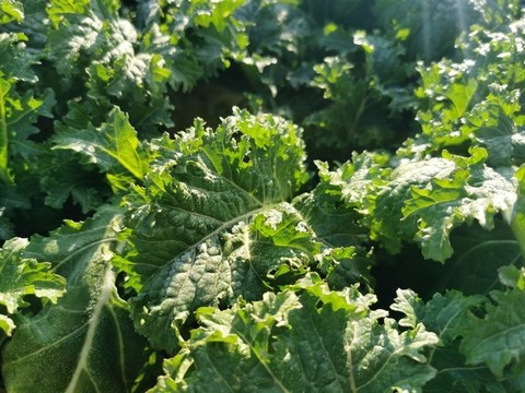 生態(tài)蔬菜