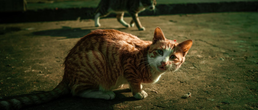 小貓